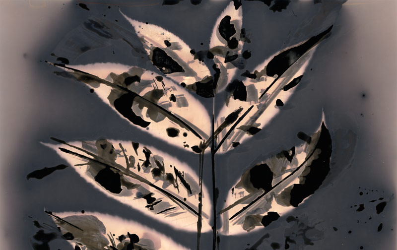 decorative image - alternative photographic lumen print of a black walnut branch