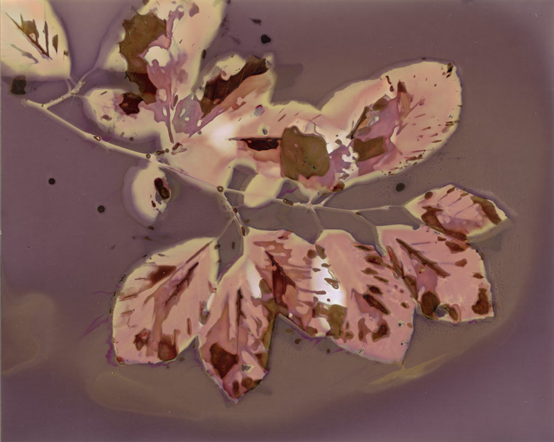 Decorative image of colour beech leaves