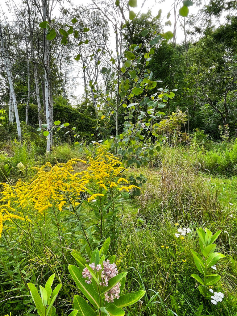 a colour photograph of summer flowers swamp milkweed, goldenrod and queen anne's lace growing in tall grass next to a trembling aspen tree.