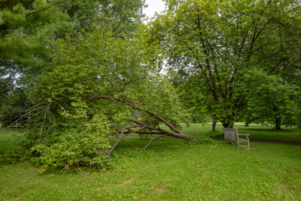 a colour photograph of a fallen cherry tree next to a bench beside a path.