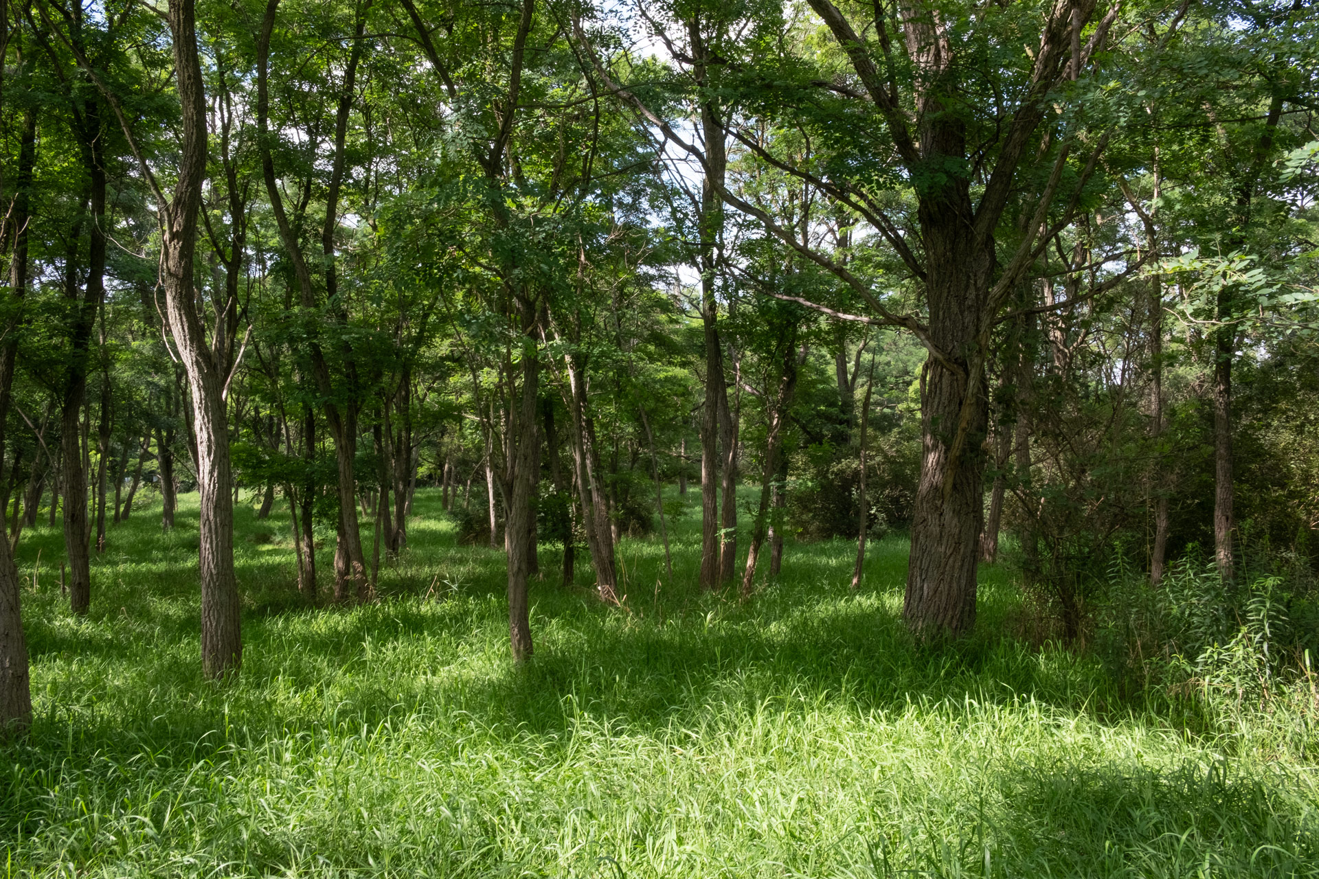 a colour photograph of a forest of black locust trees and tall grasses.