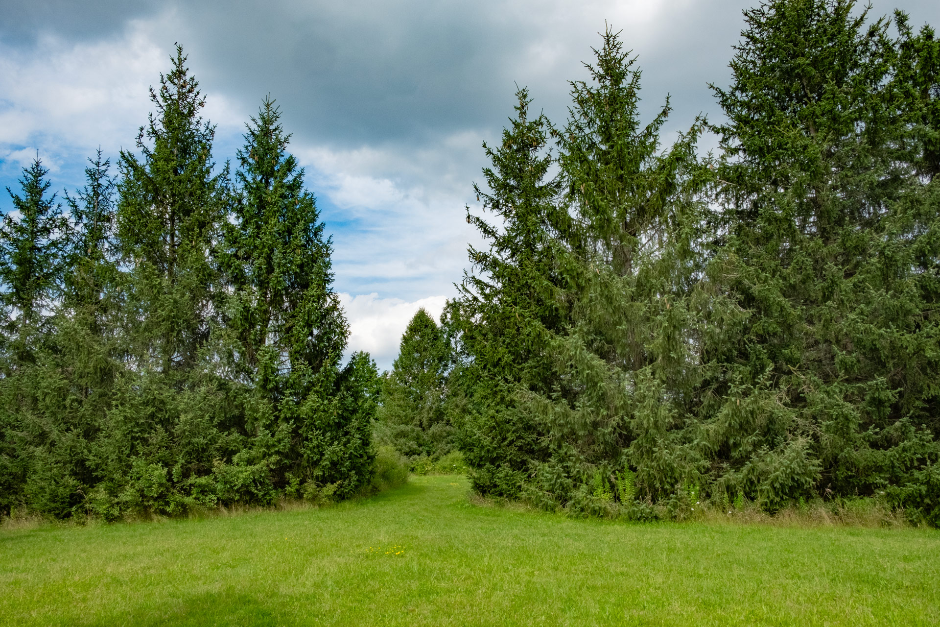 A colour photograph of a line of evergreen trees with an opening to a path.